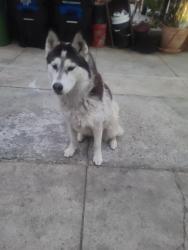 Lost Female Dog last seen San pedro , Los Angeles, CA 90061
