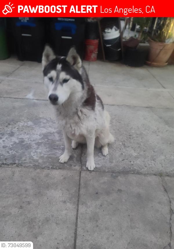Lost Female Dog last seen San pedro , Los Angeles, CA 90061