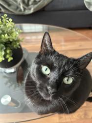 Lost Female Cat last seen Near st 79 ave, Edmonton, AB T6E 1R4