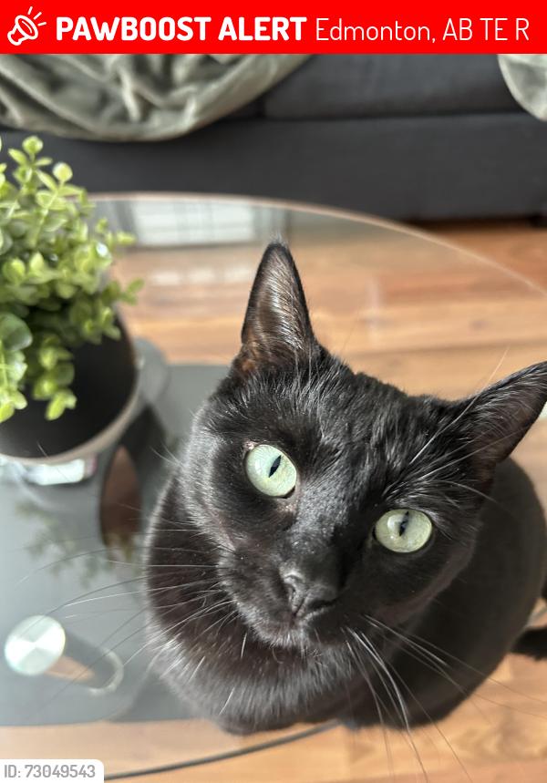 Lost Female Cat last seen Near st 79 ave, Edmonton, AB T6E 1R4