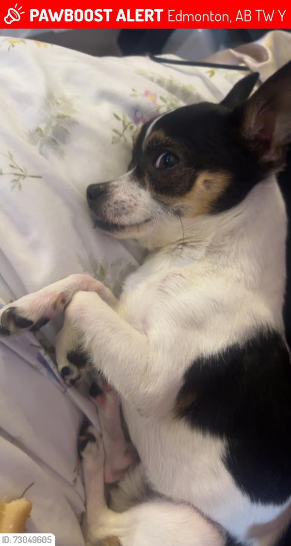 Lost Male Dog last seen Montrose, Edmonton, AB T5W 3Y1