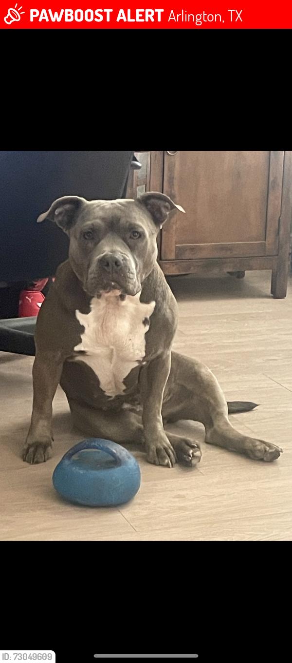 Lost Female Dog last seen Landover hills ln, Arlington, TX 76017