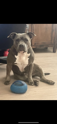 Lost Female Dog last seen Landover hills ln, Arlington, TX 76017