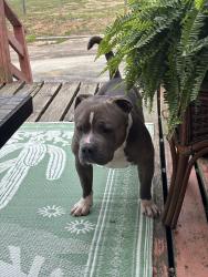 Lost Male Dog last seen Dippen Rd, Walkertown, NC 27051