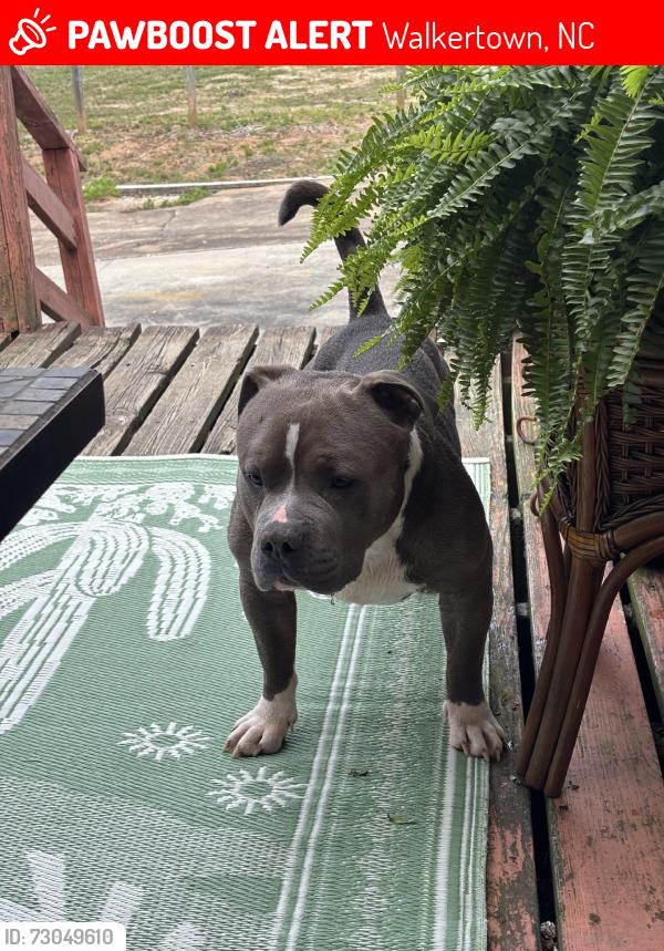 Lost Male Dog last seen Dippen Rd, Walkertown, NC 27051