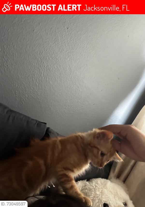 Lost Female Cat last seen Near Hielo dr, Jacksonville, FL 32211