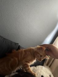 Lost Female Cat last seen Near Hielo dr, Jacksonville, FL 32211