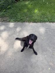 Found/Stray Female Dog last seen Boudreaux Rd, Tomball, TX 77375