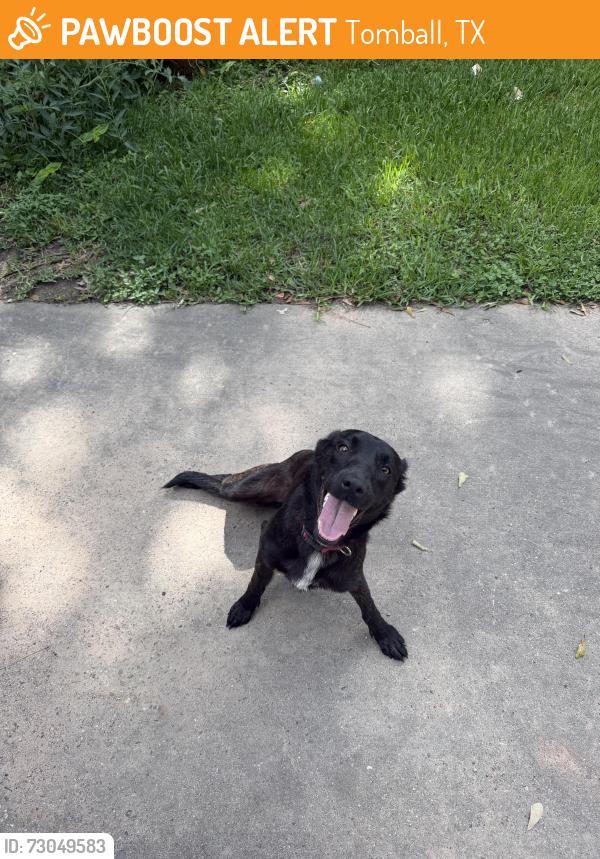 Found/Stray Female Dog last seen Boudreaux Rd, Tomball, TX 77375