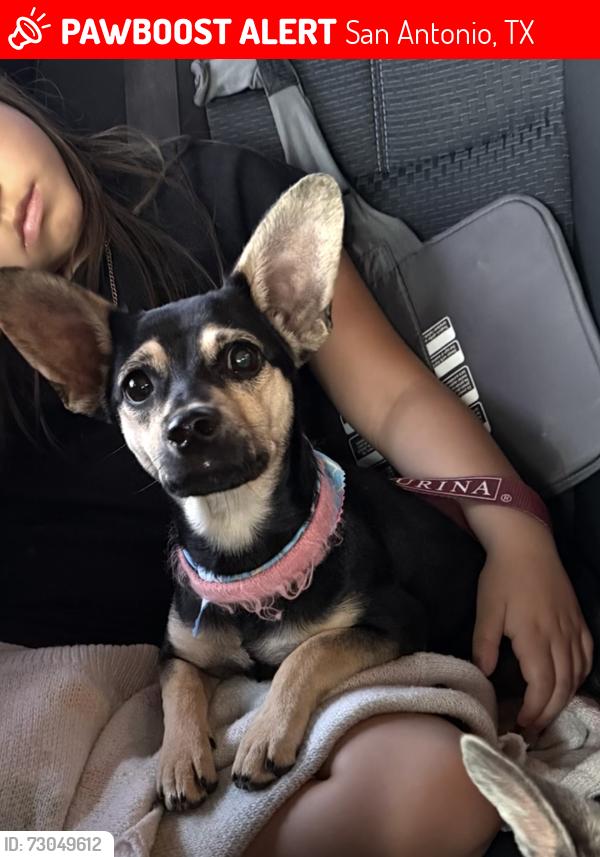 Lost Female Dog last seen Fillmore & Louisburg , San Antonio, TX 78245