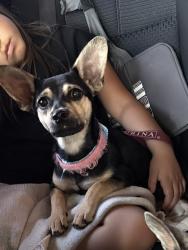 Lost Female Dog last seen Fillmore & Louisburg , San Antonio, TX 78245