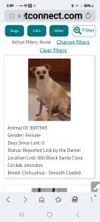 Reunited Female Dog last seen Camino del sol & johnston, Hemet, CA 92543