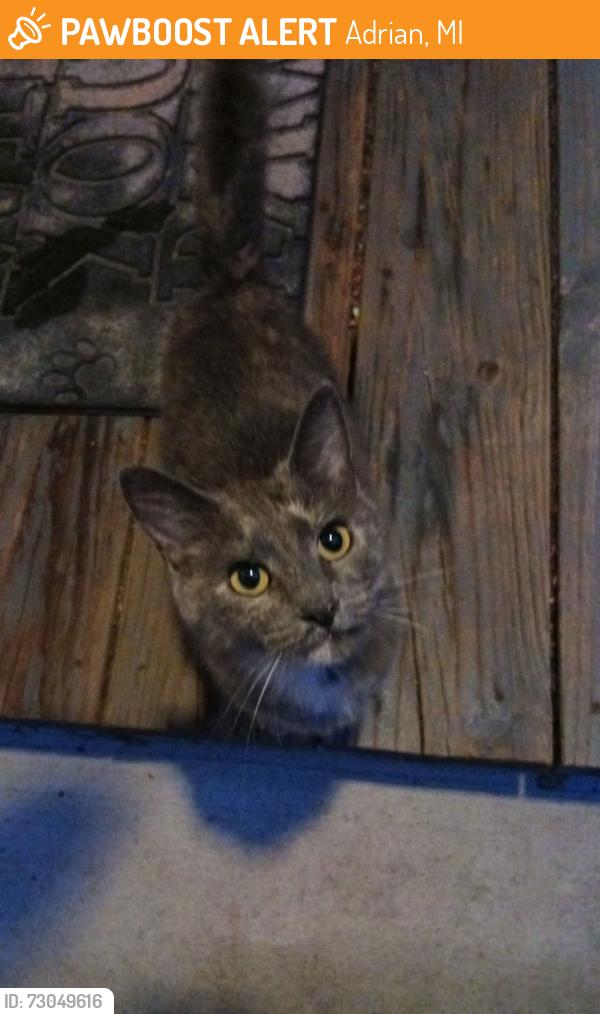 Found/Stray Unknown Cat last seen Elm and hunt, Adrian, MI 49221