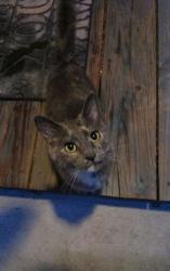 Found/Stray Unknown Cat last seen Elm and hunt, Adrian, MI 49221