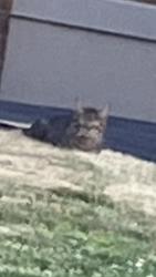 Found/Stray Unknown Cat last seen Maple and Elm Sts Edgewood, Pittsburgh, PA 15218