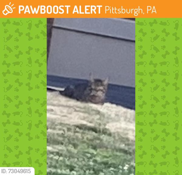 Found/Stray Unknown Cat last seen Maple and Elm Sts Edgewood, Pittsburgh, PA 15218
