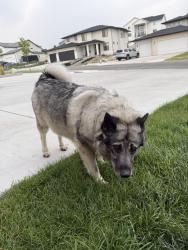 Found/Stray Female Dog last seen Near w 11400 s, Draper, UT 84020