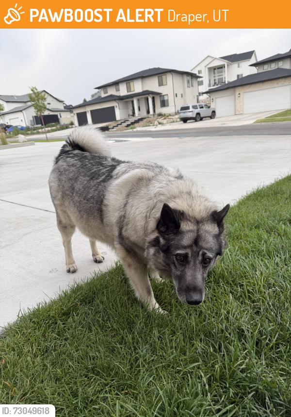 Found/Stray Female Dog last seen Near w 11400 s, Draper, UT 84020