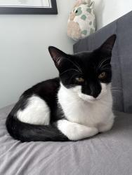 Lost Female Cat last seen Hatchmere close , Warrington, England WA5