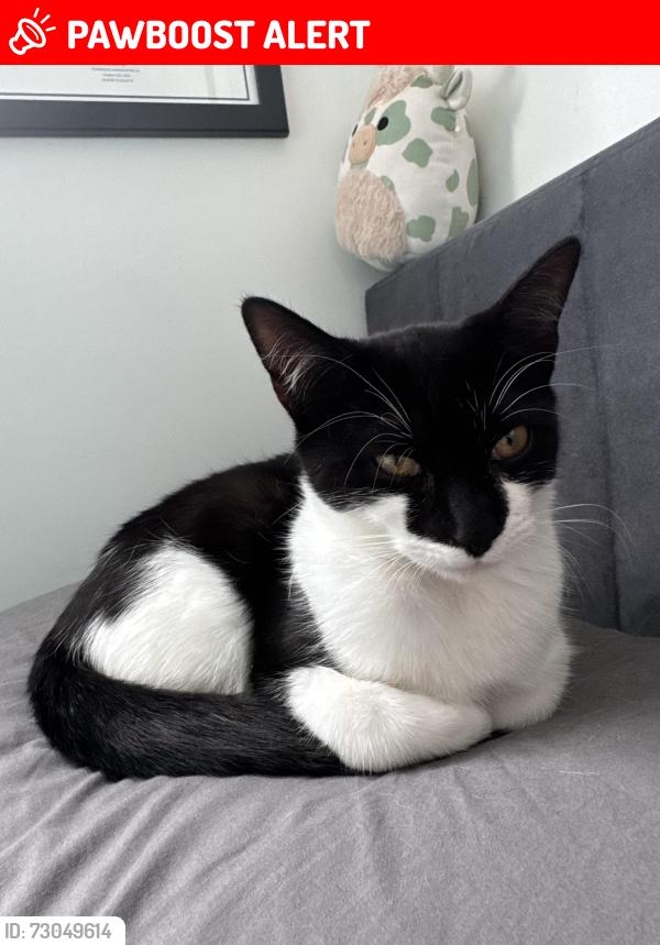 Lost Female Cat last seen Hatchmere close , Warrington, England WA5