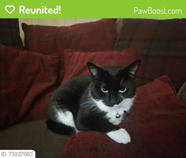 Reunited Female Cat last seen Pendeford Avenue, West Midlands, England WV6 9DW