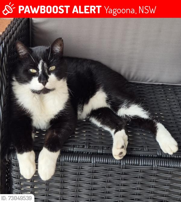 Lost Male Cat last seen Neville St, Bass Hill, Yagoona, NSW 2199