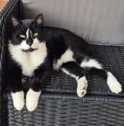 Lost Male Cat last seen Neville St, Bass Hill, Yagoona, NSW 2199