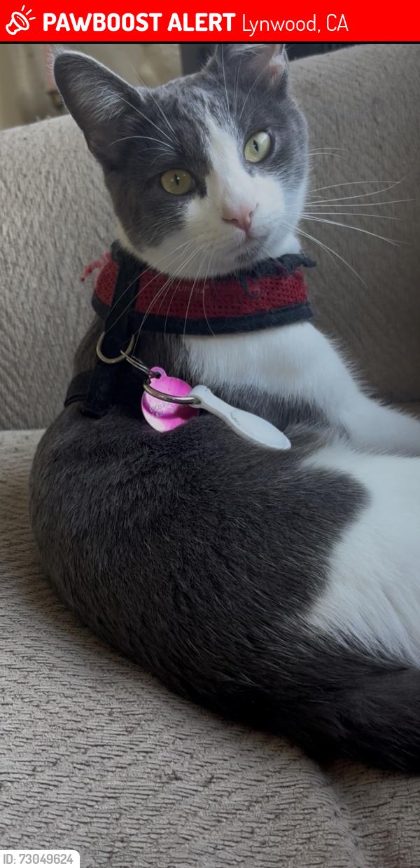 Lost Female Cat last seen Burton, el segundo blvd, and Carlin ave , Lynwood, CA 90262