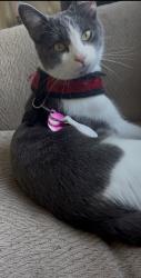 Lost Female Cat last seen Burton, el segundo blvd, and Carlin ave , Lynwood, CA 90262
