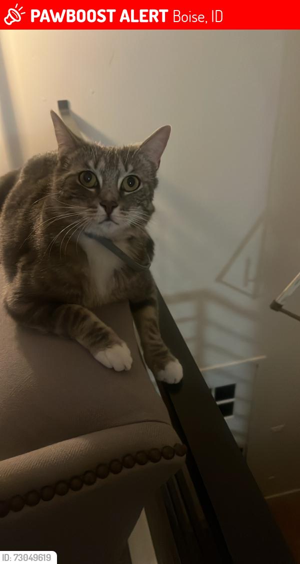 Lost Female Cat last seen Grace and 30th st, Boise, ID 83703