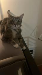 Lost Female Cat last seen Grace and 30th st, Boise, ID 83703