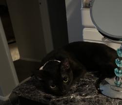 Lost Female Cat last seen Lake Club Square, Columbus, OH 43232