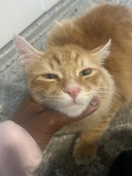 Lost Female Cat last seen Near 97th 98106, Seattle, WA 98106