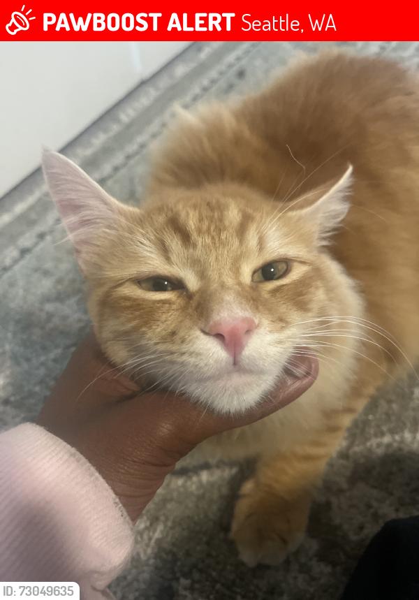 Lost Female Cat last seen Near 97th 98106, Seattle, WA 98106