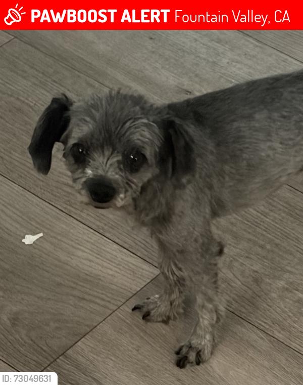Lost Female Dog last seen Talber and bushard, Fountain Valley, CA 92708