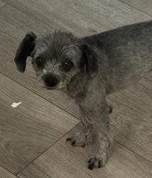 Lost Female Dog last seen Talber and bushard, Fountain Valley, CA 92708