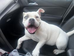 Found/Stray Female Dog last seen Dexter Road, Memphis, TN 38016