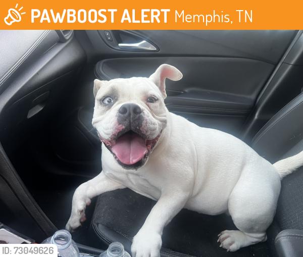 Found/Stray Female Dog last seen Dexter Road, Memphis, TN 38016