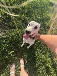 Found/Stray Male Dog last seen hereford rd, Gurley, AL 35748