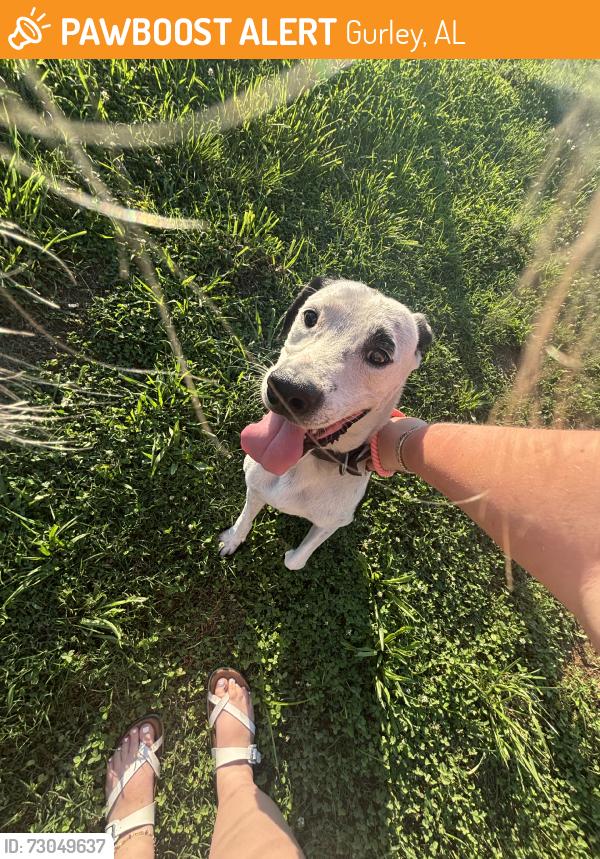Found/Stray Male Dog last seen hereford rd, Gurley, AL 35748