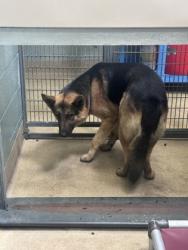 Shelter Stray Male Dog last seen Near 66th Av, Oakland, , 1101 29th Ave, Oakland, CA 94601, USA
