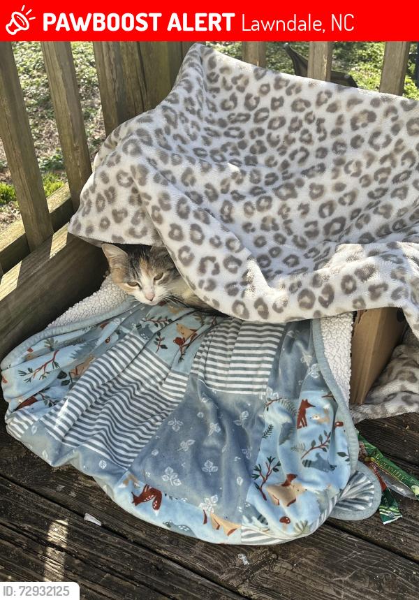 Lost Female Cat last seen My yard , Lawndale, NC 28090