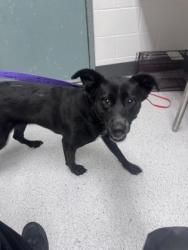 Shelter Stray Female Dog last seen Near E 18th St, Oakland, CA, 1101 29th Ave, Oakland, CA 94601, USA
