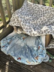 Lost Female Cat last seen My yard , Lawndale, NC 28090
