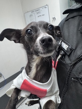 Shelter Stray Female Dog last seen Near 85th Av, Oakland, , 1101 29th Ave, Oakland, CA 94601, USA