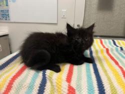 Shelter Stray Female Cat last seen Chestnut and 42nd st, 64130, MO, 7077 Elmwood Ave, Kansas City, MO 64132, USA
