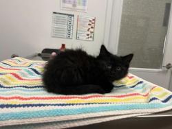 Shelter Stray Female Cat last seen Chestnut and 42nd st, 64130, MO, 7077 Elmwood Ave, Kansas City, MO 64132, USA