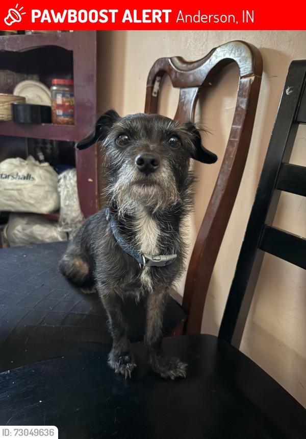 Lost Male Dog last seen Near Dr Martin Luther King Jr Blvd, Anderson, IN 46016