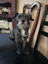 Lost Male Dog last seen Near Dr Martin Luther King Jr Blvd, Anderson, IN 46016