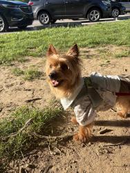 Lost Male Dog last seen Concord, St. Louis, MO 63128